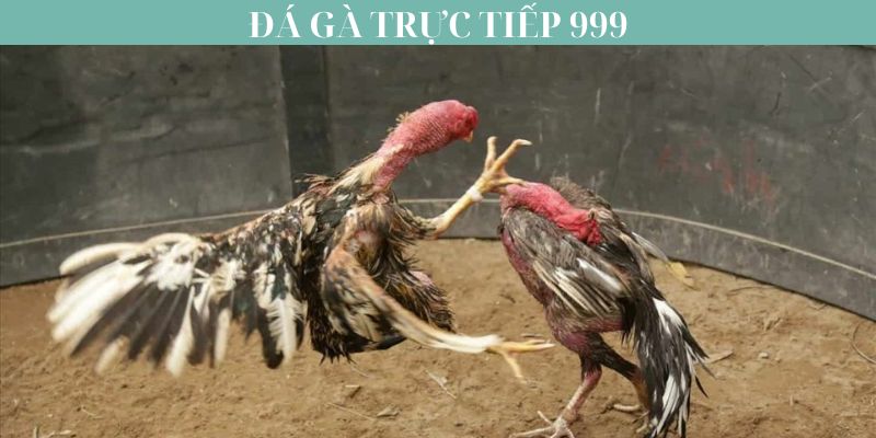 Đá gà trực tiếp 999 là gì?